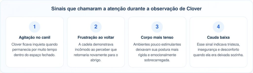 Clover, a cadela de abrigo que comoveu ao ficar sozinha