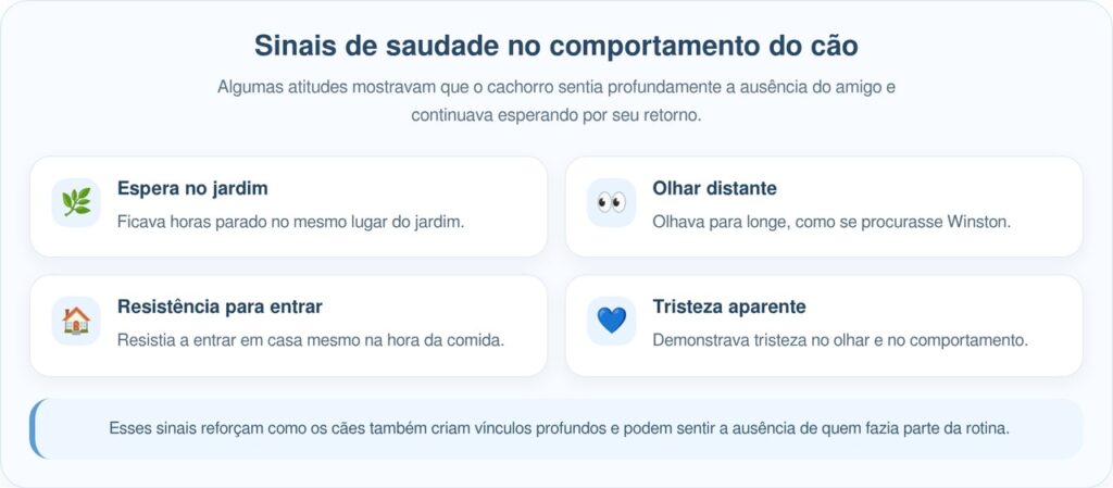 Cão Leal Espera Diariamente Pelo Retorno de Seu Amigo Desaparecido