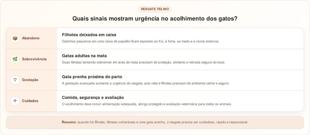 Mulher salva família de gatos da floresta e vê parto acontecer no carro