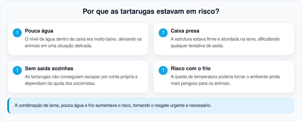 Caiaquistas encontram caixa na lama e resgatam tartarugas presas