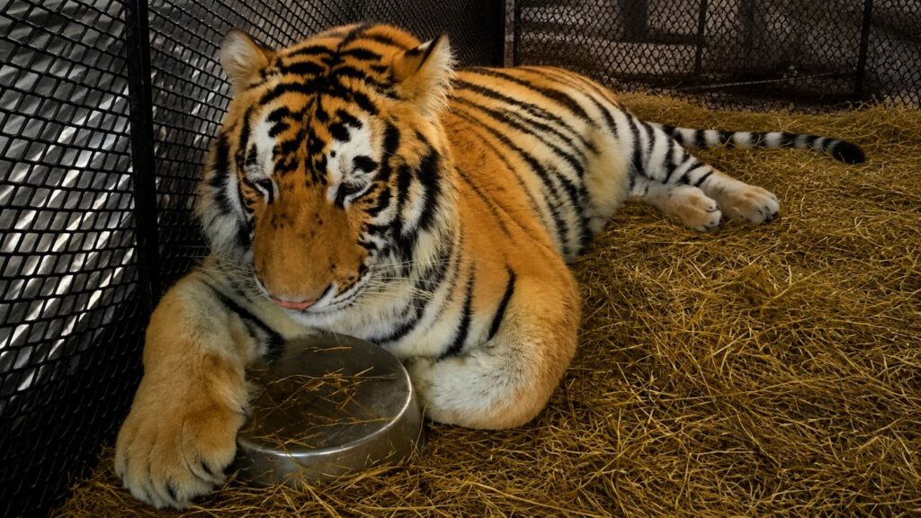 Tigre enjaulado emociona ao trocar sofrimento por liberdade em santuário