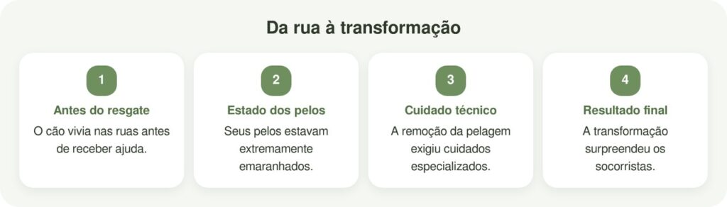 Cão de rua com pelos emaranhados ganha nova aparência após ser resgatado