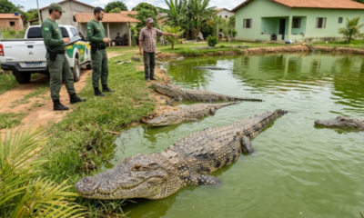 Morador de 55 anos cava um lago gigante no quintal para criar jacarés resgatados e recebe visita do IBAMA