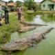 Morador de 55 anos cava um lago gigante no quintal para criar jacarés resgatados e recebe visita do IBAMA