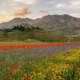 Todo verão, um pequeno vilarejo italiano parece uma pintura graças a uma leguminosa e encanta com paisagens únicas quase irreais