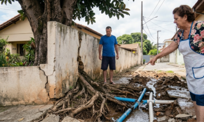 Morador gasta R$ 3.500 plantando figueira importada colada no muro, as raízes estouram o encanamento do vizinho e o juiz autoriza o corte unilateral da árvore pela base