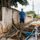 Morador gasta R$ 3.500 plantando figueira importada colada no muro, as raízes estouram o encanamento do vizinho e o juiz autoriza o corte unilateral da árvore pela base