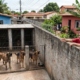 Família ergue canil de cimento na divisa para 3 cães grandes, ignora reclamação por 8 meses e Justiça fixa multa diária de R$ 500 até a retirada dos animais