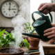 Jardineiros experientes alertam: "regar as plantas às três da tarde é como jogar um balde de água fervente sobre elas". O horário em que a maioria dos brasileiros rega as plantas é o pior de todos