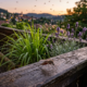 7 plantas que repelem naturalmente mosquitos e insetos: plante-as em casa e aproveite um verão sem mordidas