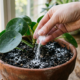 Colocar bicarbonato de sódio em vasos de flores e no jardim: para que serve e quais os benefícios