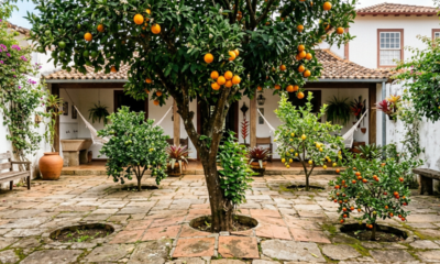 7 árvores frutíferas com raízes que não danificam o piso do seu quintal, perfeitas para espaços pequenos