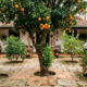7 árvores frutíferas com raízes que não danificam o piso do seu quintal, perfeitas para espaços pequenos
