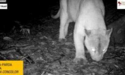Onça-parda em câmera noturna, olhos brilhantes, animal ao fundo, com texto "ONÇA-PARDA PUMA CONCOLOR"