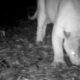 Onça-parda em câmera noturna, olhos brilhantes, animal ao fundo, com texto "ONÇA-PARDA PUMA CONCOLOR"