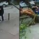Homem em calçada, ao lado pessoas perto de árvore caída após vendaval