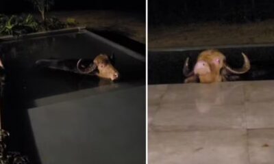 Duas imagens mostram um búfalo marrom com chifres submerso em uma piscina escura à noite