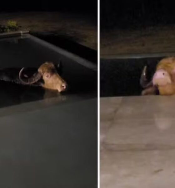 Duas imagens mostram um búfalo marrom com chifres submerso em uma piscina escura à noite