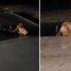 Duas imagens mostram um búfalo marrom com chifres submerso em uma piscina escura à noite