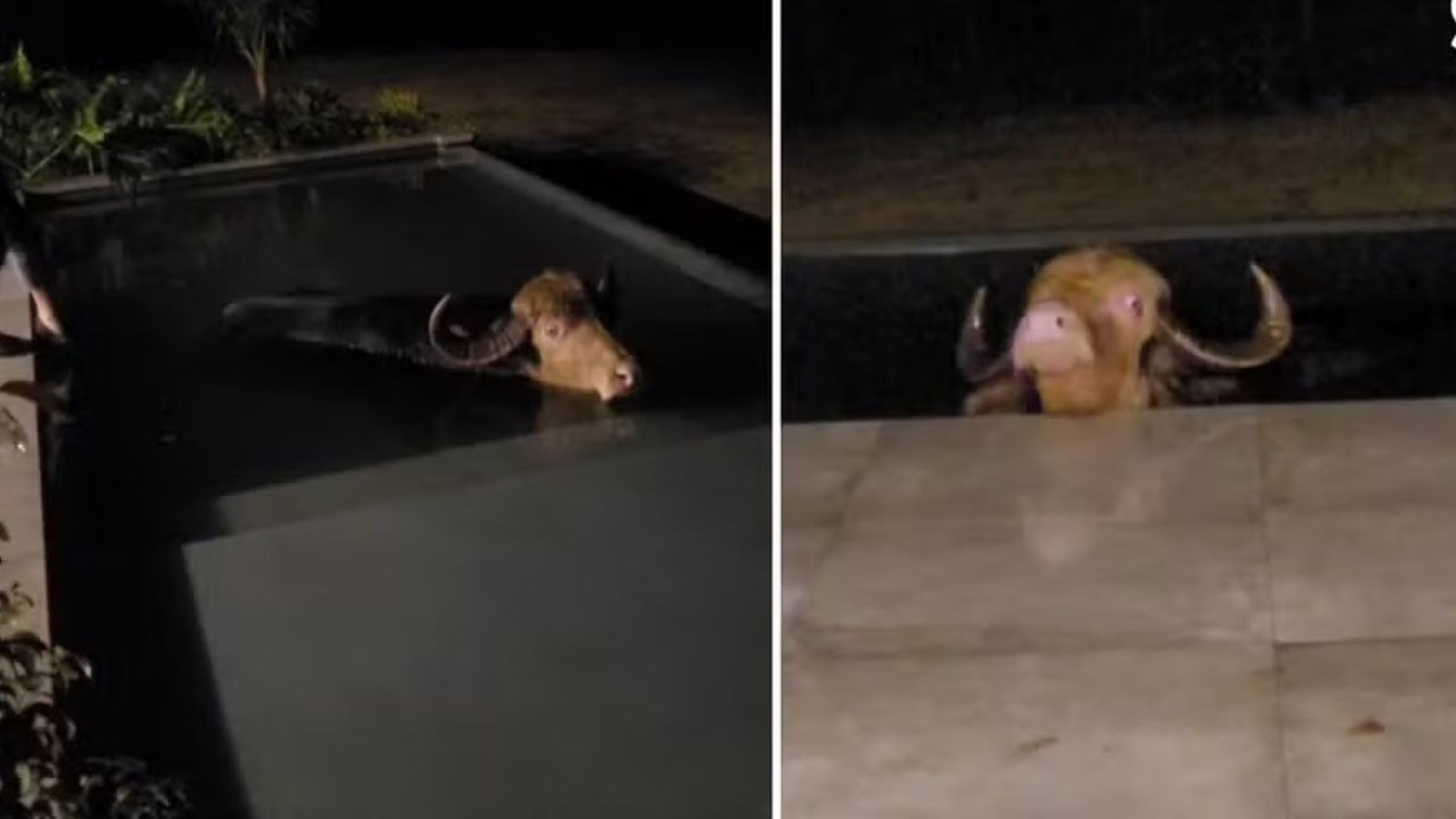 Duas imagens mostram um búfalo marrom com chifres submerso em uma piscina escura à noite