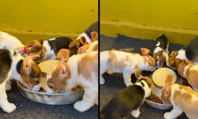 Vários filhotes de beagle com orelhas presas por elásticos comendo ração em tigelas no chão