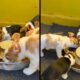 Vários filhotes de beagle com orelhas presas por elásticos comendo ração em tigelas no chão