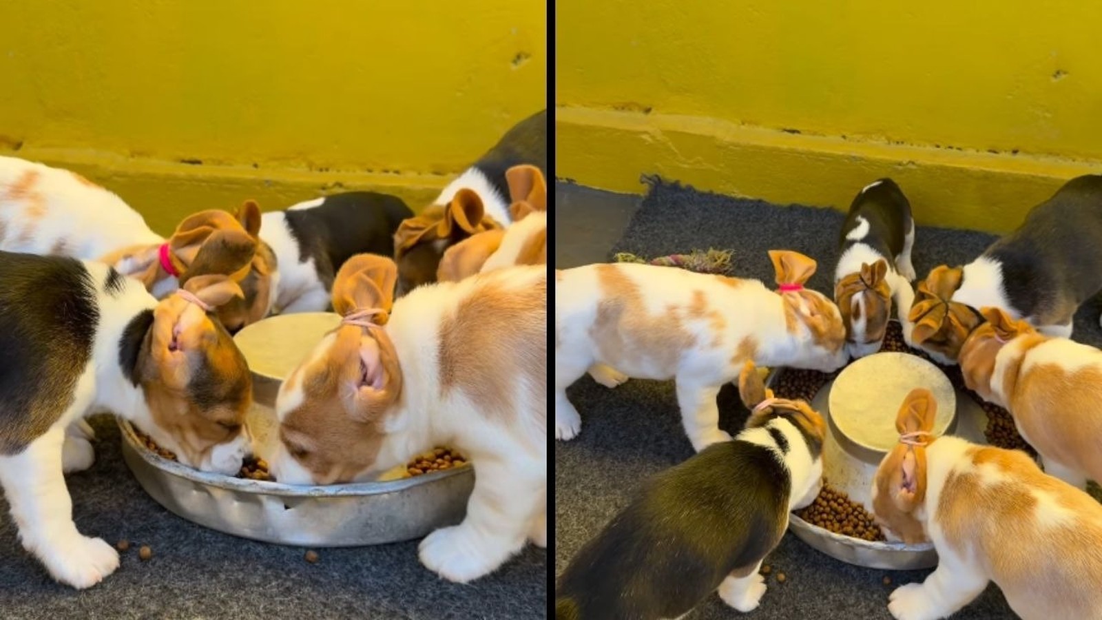 Vários filhotes de beagle com orelhas presas por elásticos comendo ração em tigelas no chão
