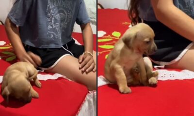 Jovem e filhote de cachorro em cama vermelha, deitado na esquerda e sentado na direita