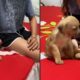 Jovem e filhote de cachorro em cama vermelha, deitado na esquerda e sentado na direita