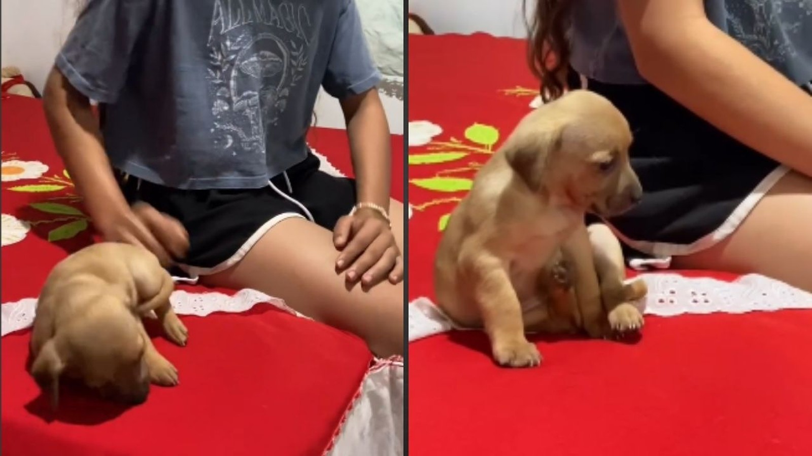 Jovem e filhote de cachorro em cama vermelha, deitado na esquerda e sentado na direita