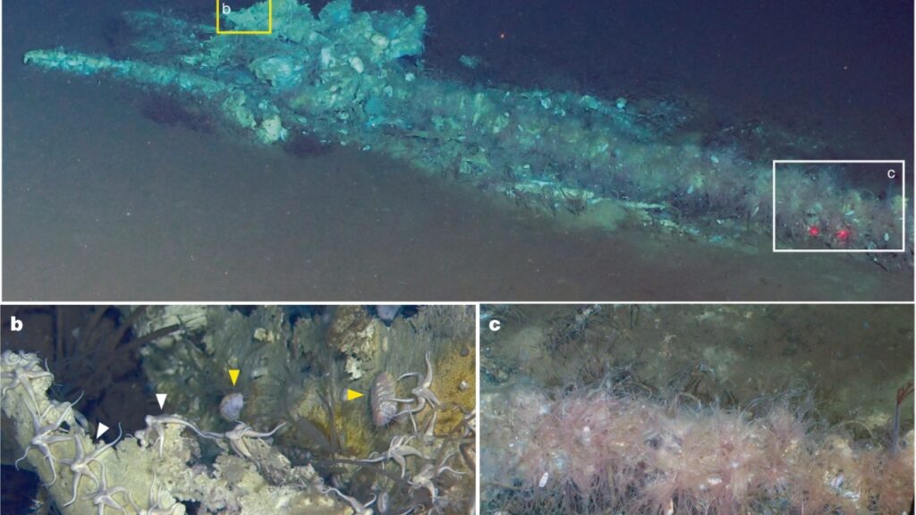 Cientistas encontram o maior “cemitério de baleias” já registrado no fundo do oceano e fósseis chegam a 5 milhões de anos