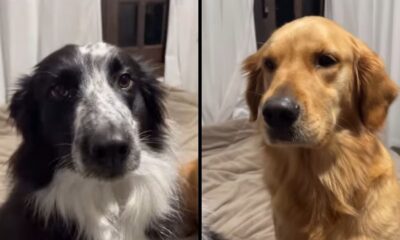 Vídeo de cachorrinhas paralisadas após ameaça de injeção faz sucesso na internet; veja