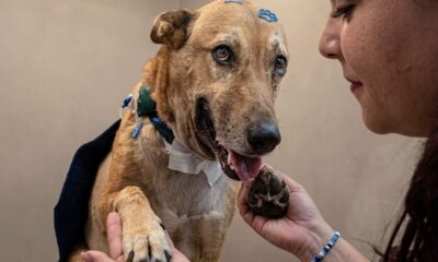 Mulher segura pata de cachorro caramelo com bandagem e adesivos médicos na cabeça