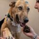 Mulher segura pata de cachorro caramelo com bandagem e adesivos médicos na cabeça