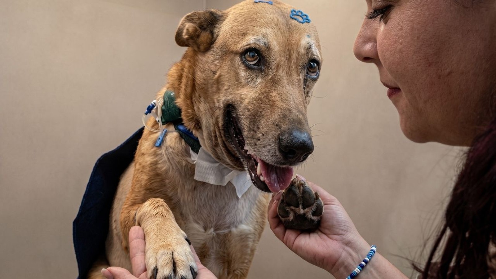 Mulher segura pata de cachorro caramelo com bandagem e adesivos médicos na cabeça