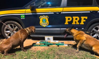 Dois cães farejadores e vários pacotes de drogas no chão com carro da PRF ao fundo