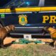Dois cães farejadores e vários pacotes de drogas no chão com carro da PRF ao fundo