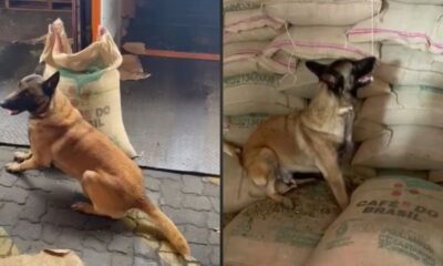 Um cão farejador da raça Malinois ao lado de sacas de café do Brasil empilhadas