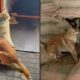 Um cão farejador da raça Malinois ao lado de sacas de café do Brasil empilhadas