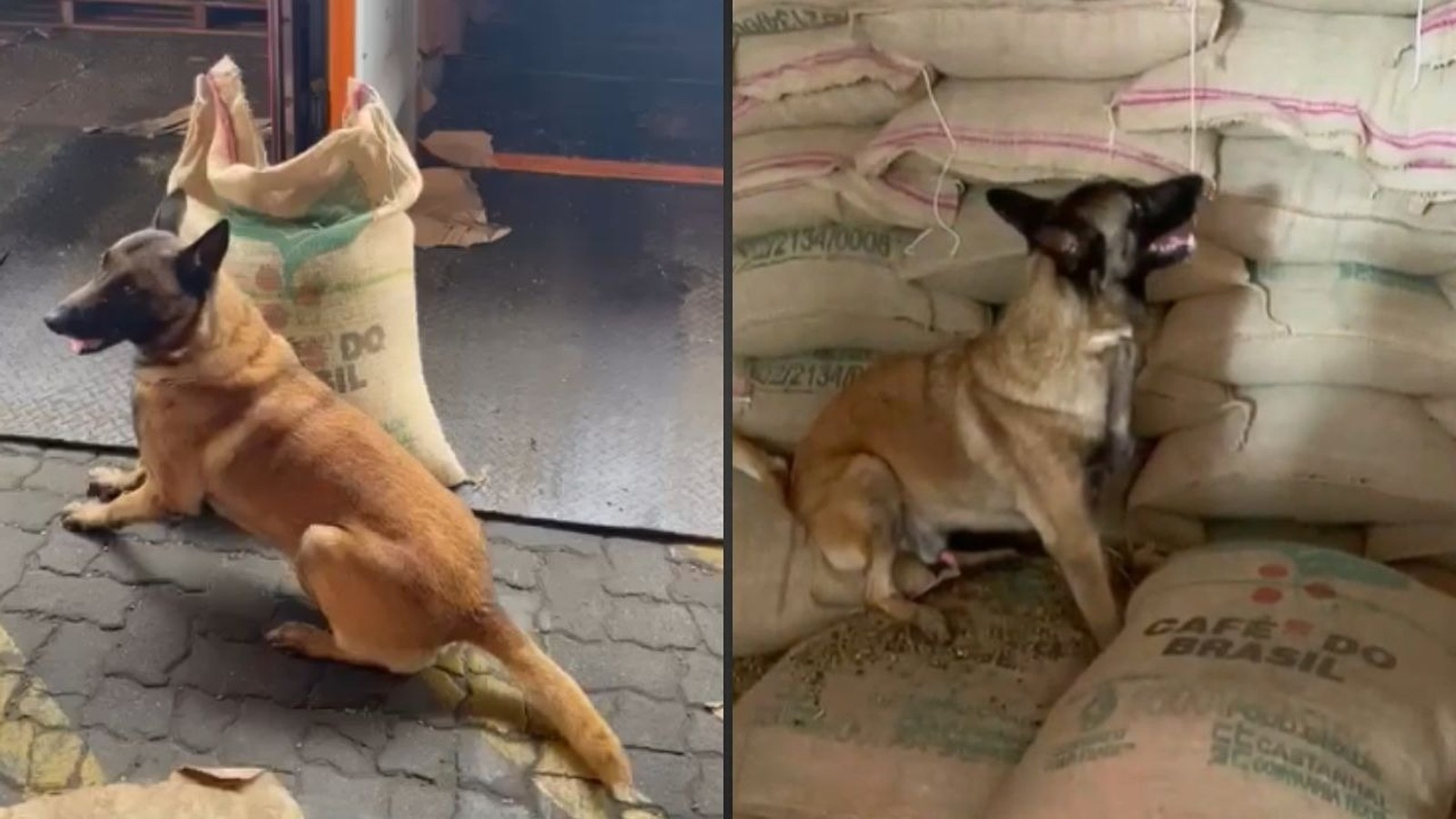 Um cão farejador da raça Malinois ao lado de sacas de café do Brasil empilhadas