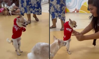 Vídeo: cachorrinho sem patas da frente rouba a cena em festa de aniversário