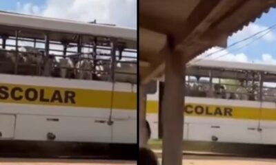 Ônibus escolar branco e amarelo transportando vacas em janelas com grades, em imagem dividida