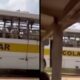 Ônibus escolar branco e amarelo transportando vacas em janelas com grades, em imagem dividida