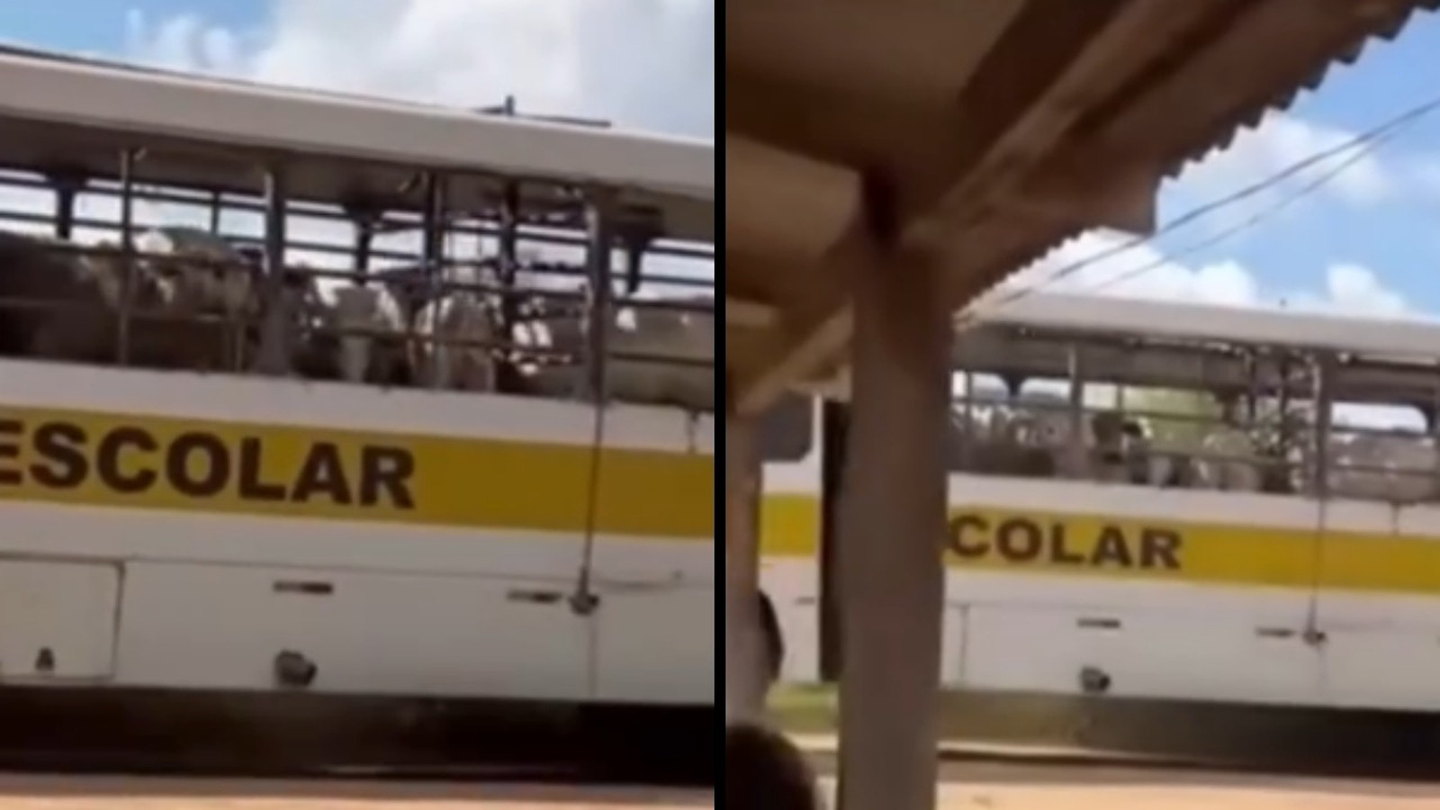 Ônibus escolar branco e amarelo transportando vacas em janelas com grades, em imagem dividida