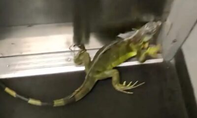 Iguana verde com cauda listrada dentro de uma caixa cinza metálica