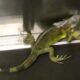 Iguana verde com cauda listrada dentro de uma caixa cinza metálica