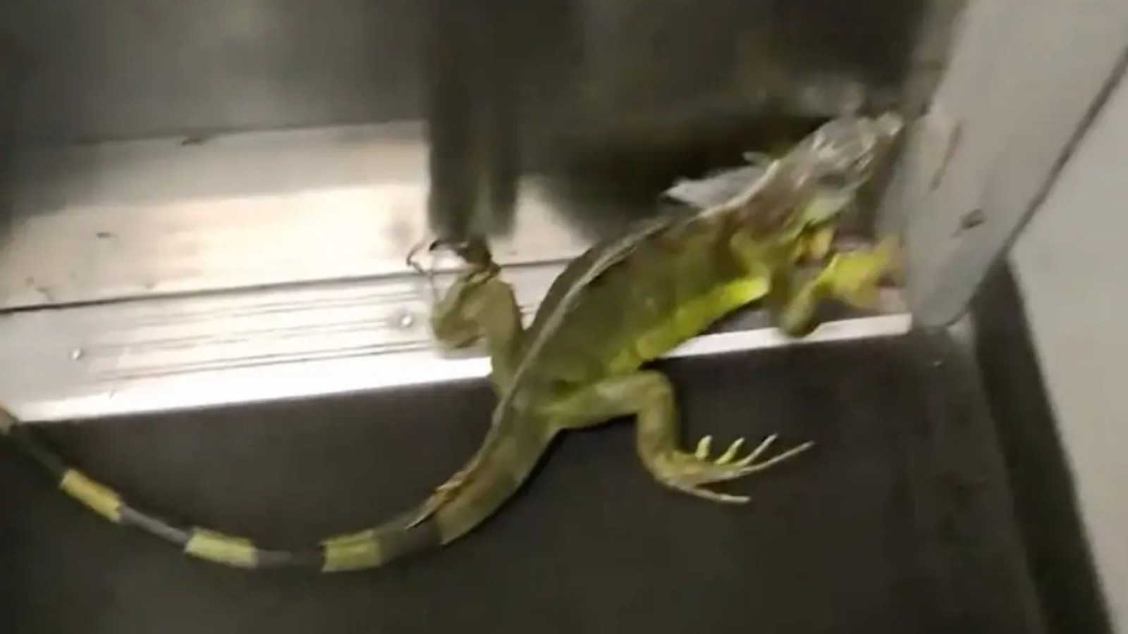 Iguana verde com cauda listrada dentro de uma caixa cinza metálica