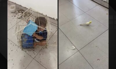 Criança dentro de gaiola de pássaros e calopsita solta em piso de azulejos claros