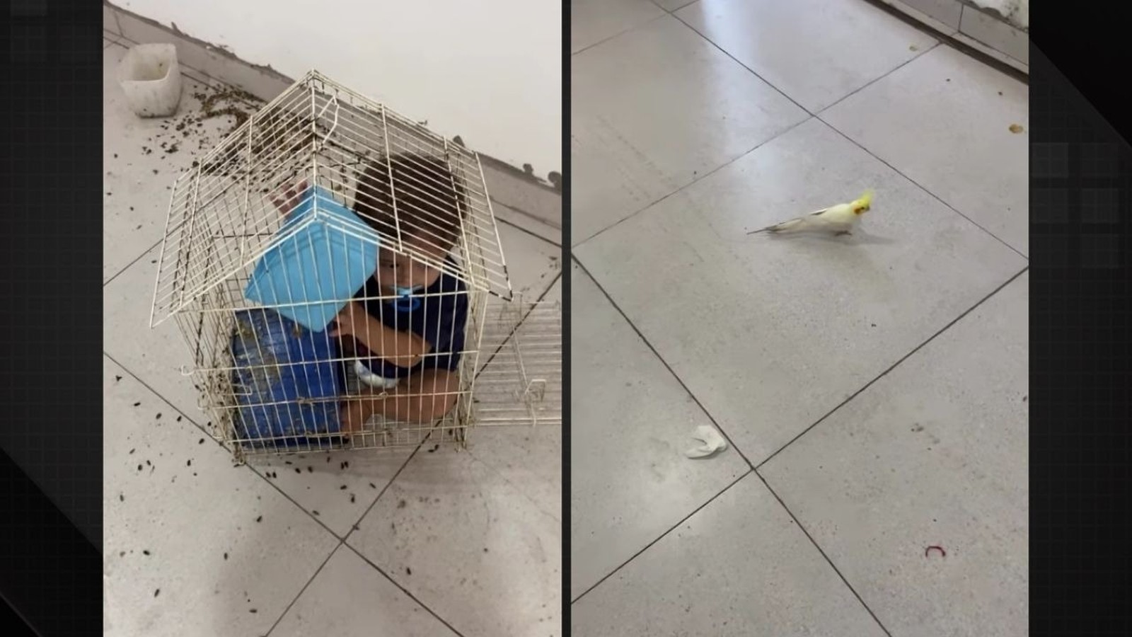 Criança dentro de gaiola de pássaros e calopsita solta em piso de azulejos claros