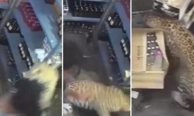 Leopardo em três quadros de câmera de segurança dentro de uma loja com prateleiras